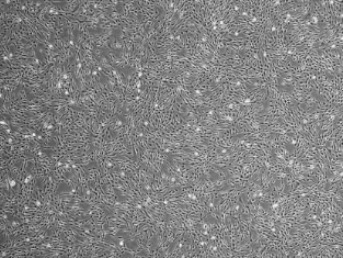 1730272322181274.png 图片17.png