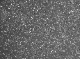 1730363493132690.png 1730363493132690.png